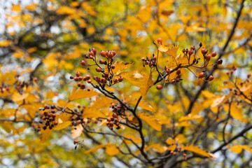 Delicate red berries surrounded by golden leaves gentle blur warm color harmony calm aesthetic nature concept