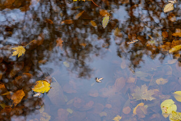 Submerged autumn leaves in clear puddle soft reflections create quiet mood natural texture suitable for mindful design