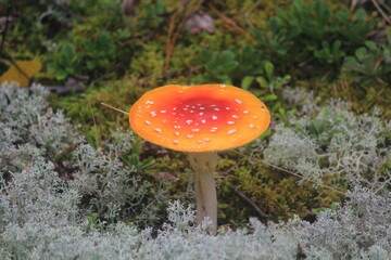 fly agaric mushroom in forest
