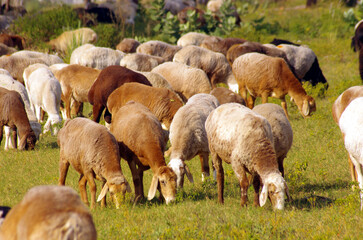 Obraz premium Herd of sheep walks freely on farm