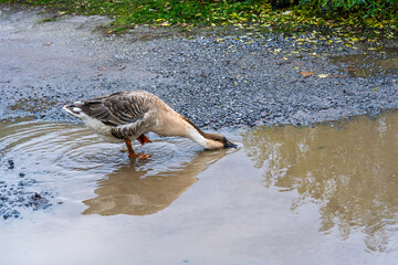 Domestic goose drinking from rain puddle on gravel road reflection and ripples rural life documentary style