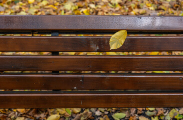 Brown varnished bench slats after rain solitary leaf detail clean lines calm atmosphere seasonal background template