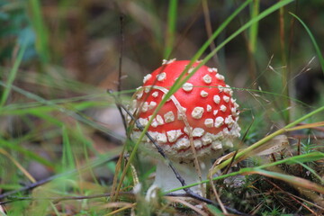 fly agaric mushroom