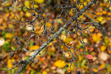 Thorny branch with black berries and lichen closeup moody autumn tones organic texture background for seasonal storytelling