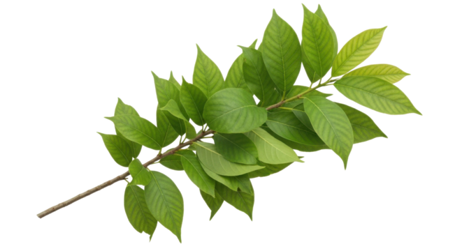 Green leaf branch isolated PNG with Transparent Background