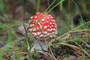 fly agaric mushroom