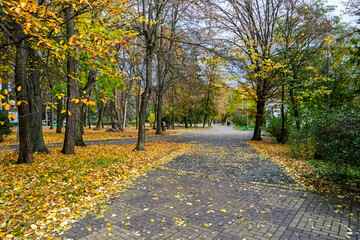 Autumn city park pathway covered with golden leaves calm empty alley inviting walk under colorful trees
