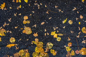 Wet asphalt with scattered yellow leaves top down texture autumn street background ready for copy and design