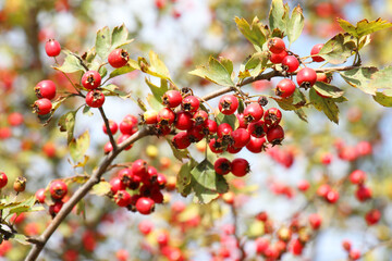 Ripened hawthorn (crataegus) berries