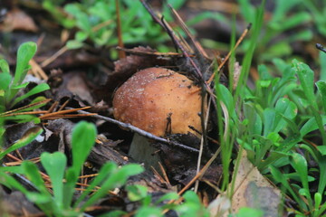 porcini mushroom in a summer forest