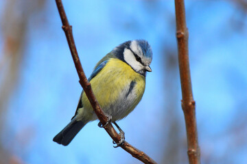 blue tit in winter city park