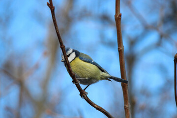 blue tit in winter city park