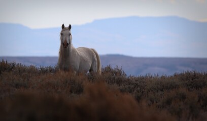 Wild Gray Horse Mustang of the Sand Wash Basin, Maybell, Colorado