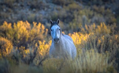 Wild Horse Mustang Africa of the Sand Wash Basin, Maybell, Colorado
