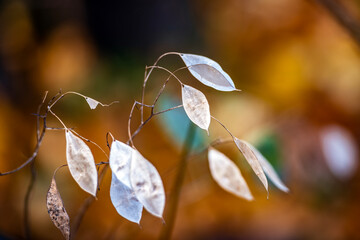 Jesienne liście w lesie © Izabela&Grzegorz