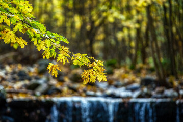 Jesienne liście w lesie