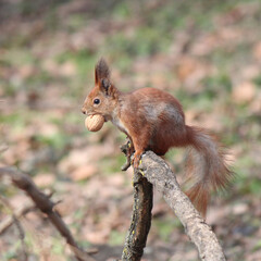 The squirrel found a tasty nut and is savoring it in the thicket