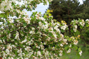 Hawthorn (Crataegus) blooms in nature