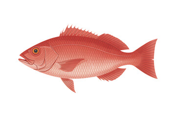 Red snapper fish illustration on transparent background