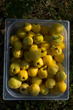Freshly Picked Golden Quince Fruits in a Plastic Tub