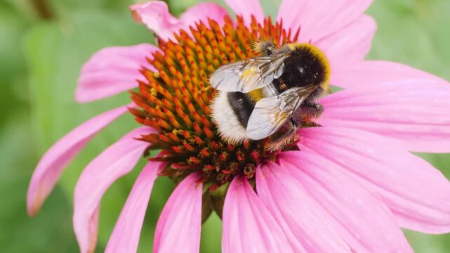 A very close up of a bumble bee collecting nectar from the pink flower blossom on a sunny day
