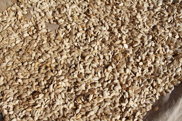 Harvested pumpkin and squash seeds