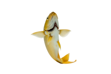 Yellow fish with open mouth, isolated on transparent background