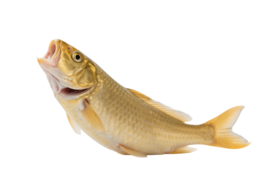 Golden fish with open mouth on transparent background