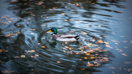 Mallard Duck Swimming in Pond Covered with Autumn Leaves