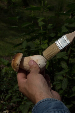Chef cleaning mushroom