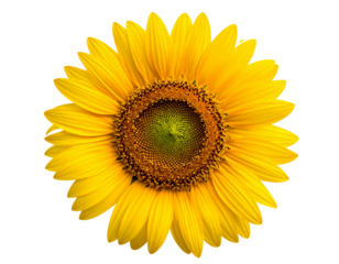 Untitled design - Sunflower flower with transparent background png (3)