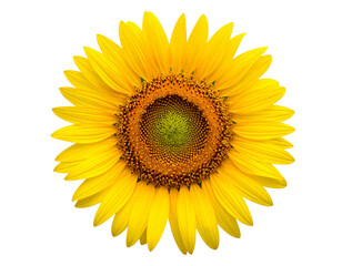 Fototapeta premium Sunflower flower with transparent background png