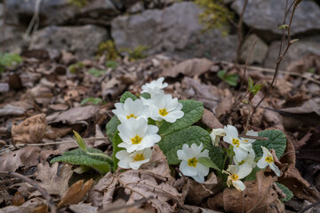 Primula vulgaris Common Primrose in Spring Meadow