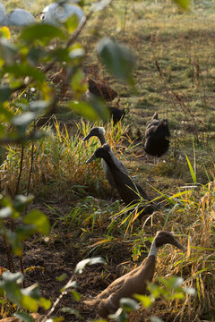 ducks and chicken in the garden 