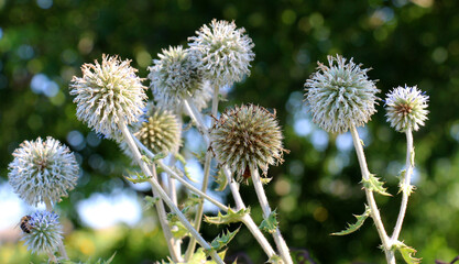 Echinops sphaerocephalus blooms in nature