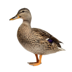 Obraz premium Female Mallard Duck isolated on a transparent background