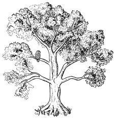 Oak Tree with Owl – Ink Drawing