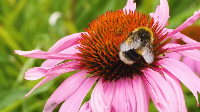 A very close up of a bumble bee collecting nectar from the pink flower blossom on a sunny day