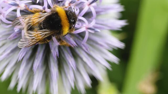 A very close up of a bumble bee collecting nectar from the thistle flower blossom on a sunny day