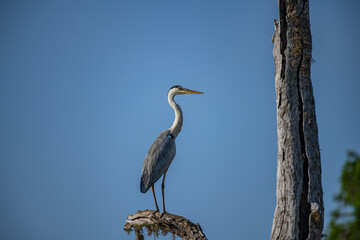 The grey heron (Ardea cinerea) is a large wading bird with a long neck and legs. It has gray plumage with a white head, a black stripe above the eye, and a long, pointed yellow beak.