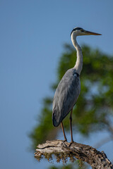 The grey heron (Ardea cinerea) is a large wading bird with a long neck and legs. It has gray plumage with a white head, a black stripe above the eye, and a long, pointed yellow beak.