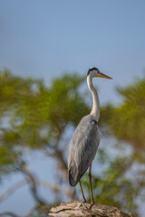 The grey heron (Ardea cinerea) is a large wading bird with a long neck and legs. It has gray plumage with a white head, a black stripe above the eye, and a long, pointed yellow beak.