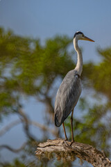 Fototapeta premium The grey heron (Ardea cinerea) is a large wading bird with a long neck and legs. It has gray plumage with a white head, a black stripe above the eye, and a long, pointed yellow beak.