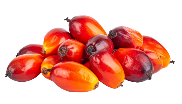 Oil Palm Fruits, Isolated on Transparent Background, High Quality Photo