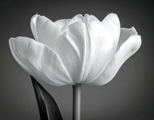 Close-up monochrome of a single tulip against a muted background