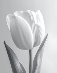 Close-up monochrome studio shot of a white tulip in full bloom