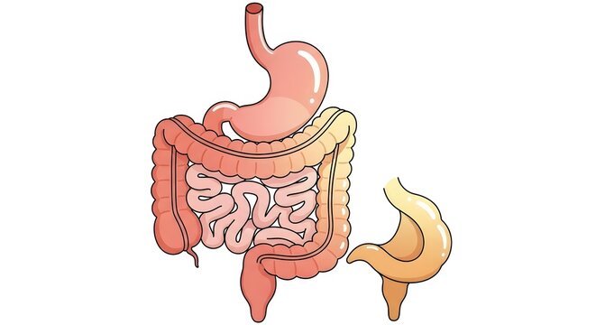 Illustration of the human digestive system, including the stomach and intestines.