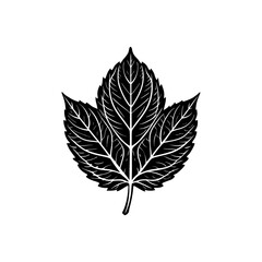 Modern natural leaf contour transparent botanical vector