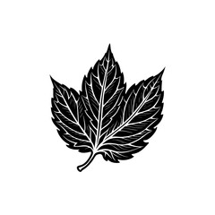 Stylish black foliage illustration for eco graphic design