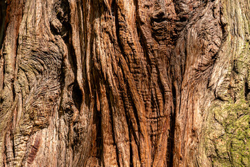 background showing the beautiful reddish wavy texture of California cedar bark